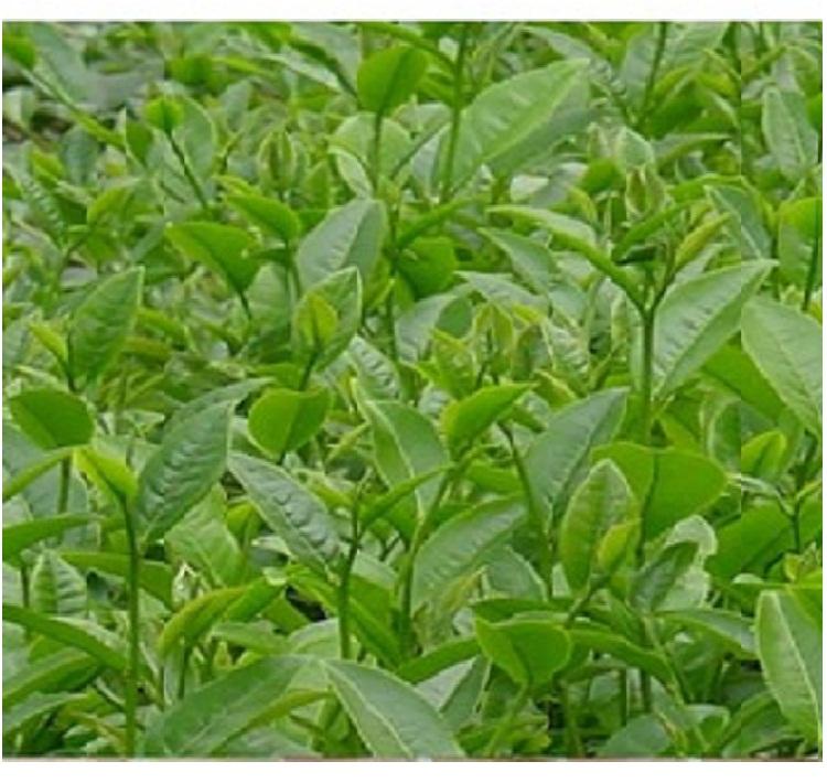 Bột Trà Xanh Bạch Tuyết 1kg