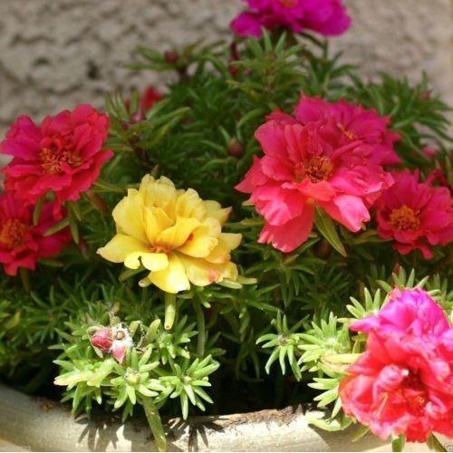 Hạt giống hoa Mười giờ