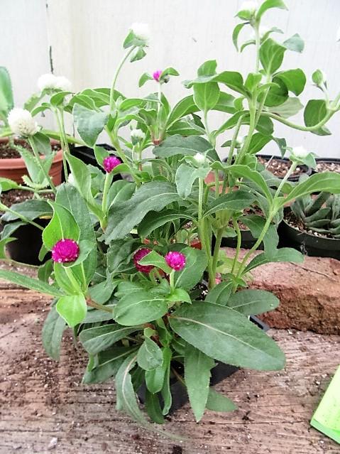 Hạt giống Cúc bách nhật