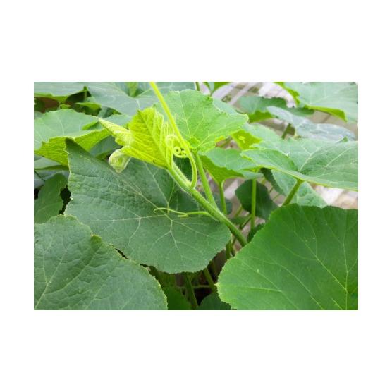 Hạt giống Bầu hồ lô