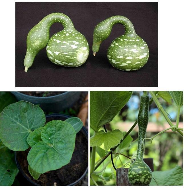 Hạt giống Bầu thiên nga
