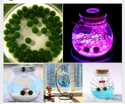 Tảo Cầu Nhật Bản Marimo Moss Ball