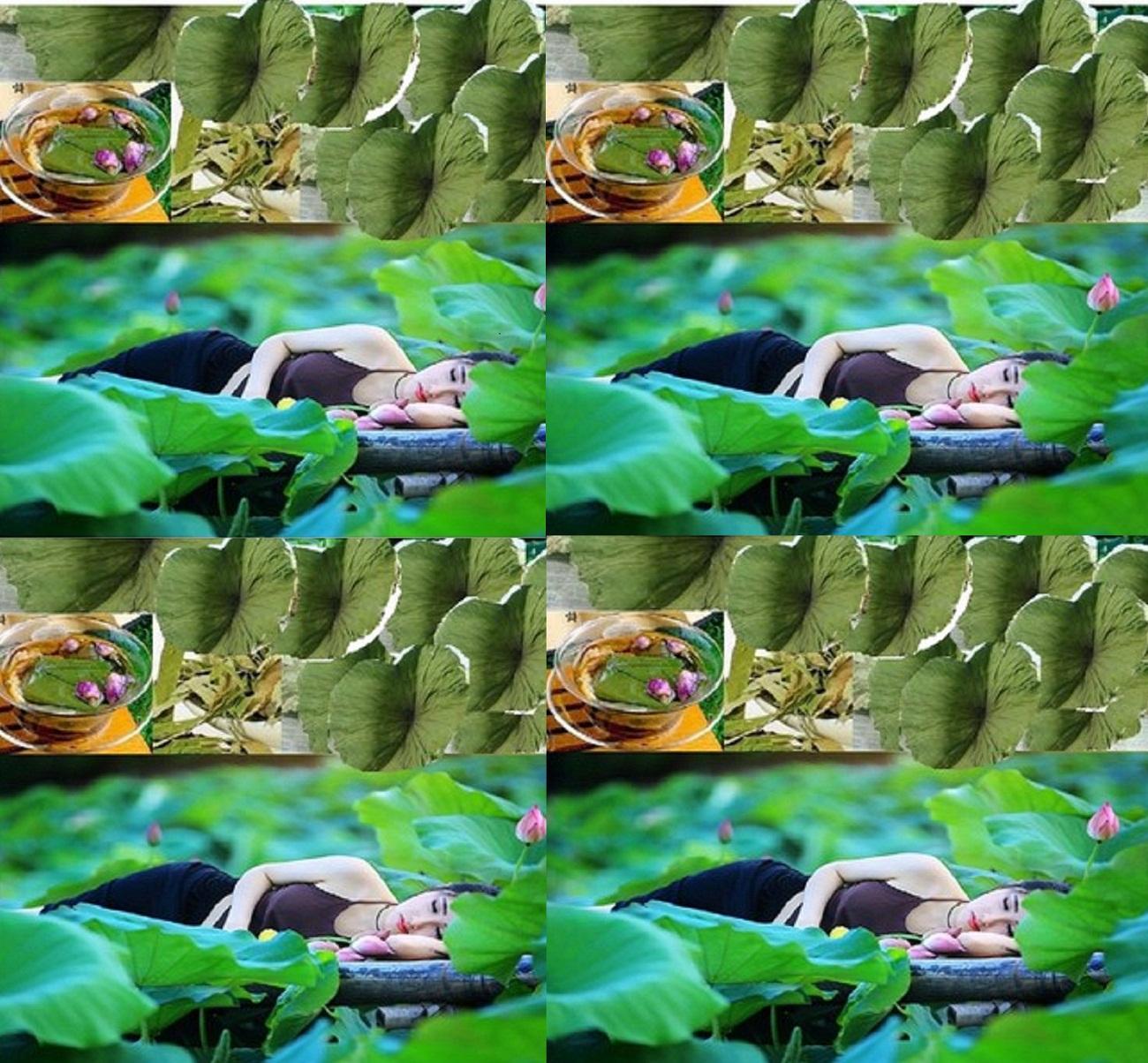 Trà lá sen Hà Diệp Liên