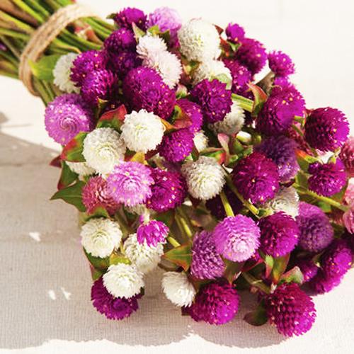 Hạt giống hoa cúc nút áo MIXED PN-13 - 0.5g