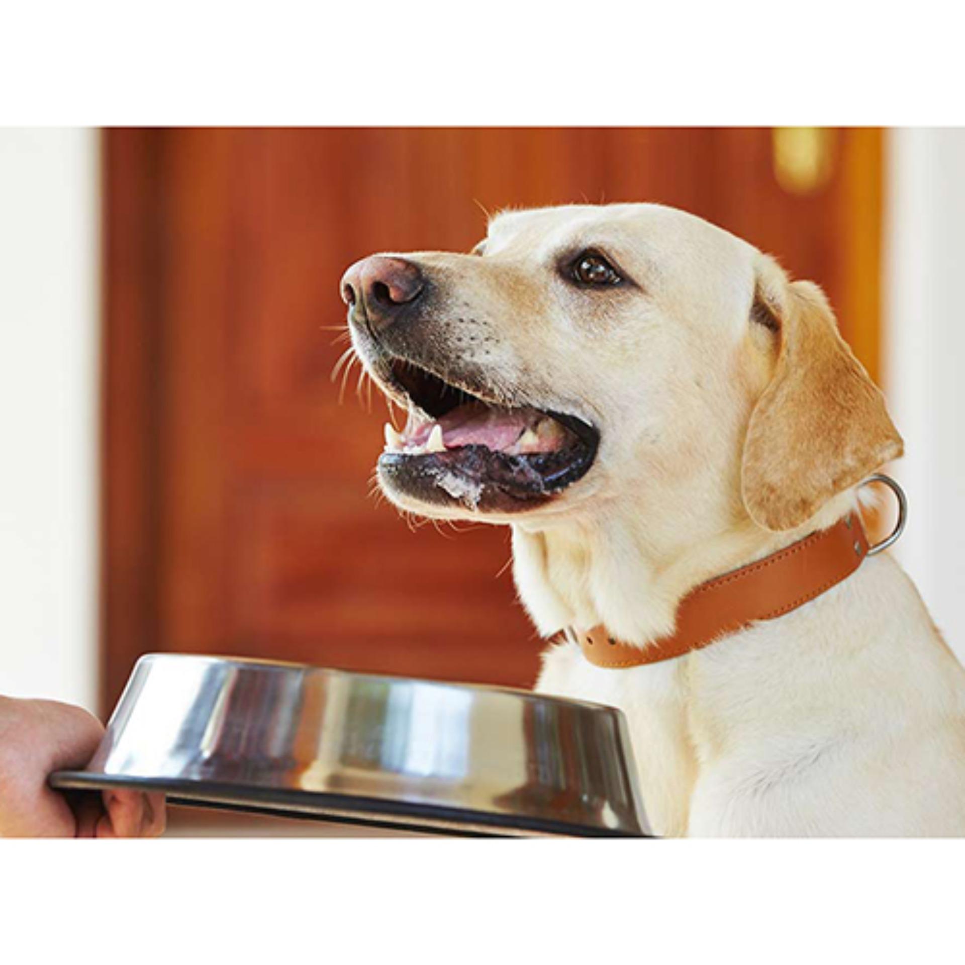 Thức ăn chó Pedigree vị bò nướng