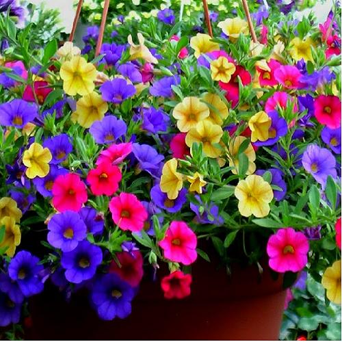 Bộ gói hạt giống Triệu chuông