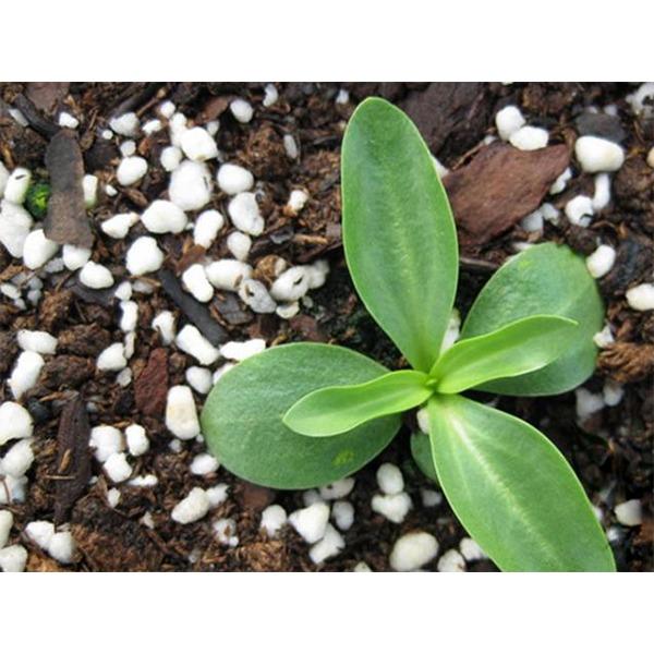 Hạt giống Cát Tường