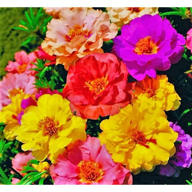 Hạt giống hoa Mười giờ