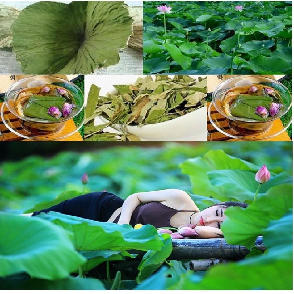 Trà lá sen Hà Diệp Liên