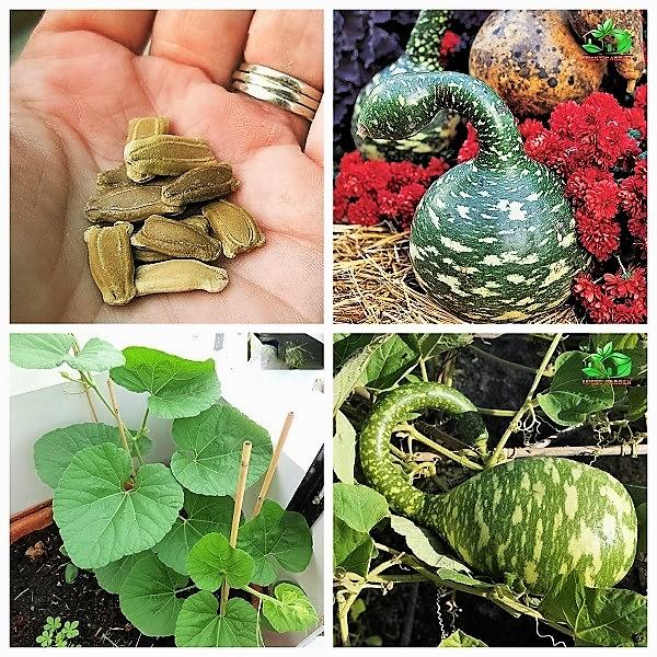 Hạt giống Bầu thiên nga