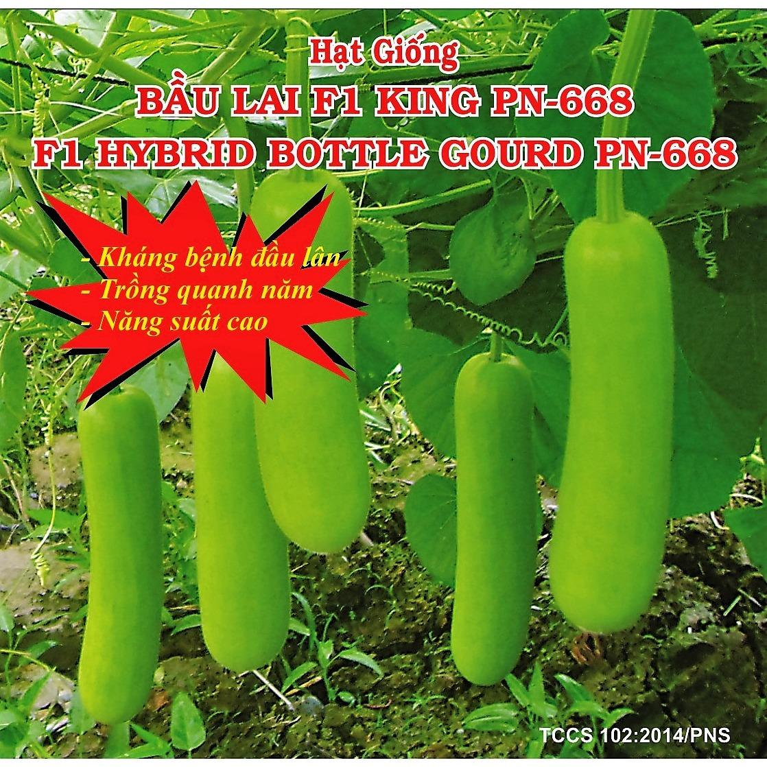 Hạt giống Bầu lai F1