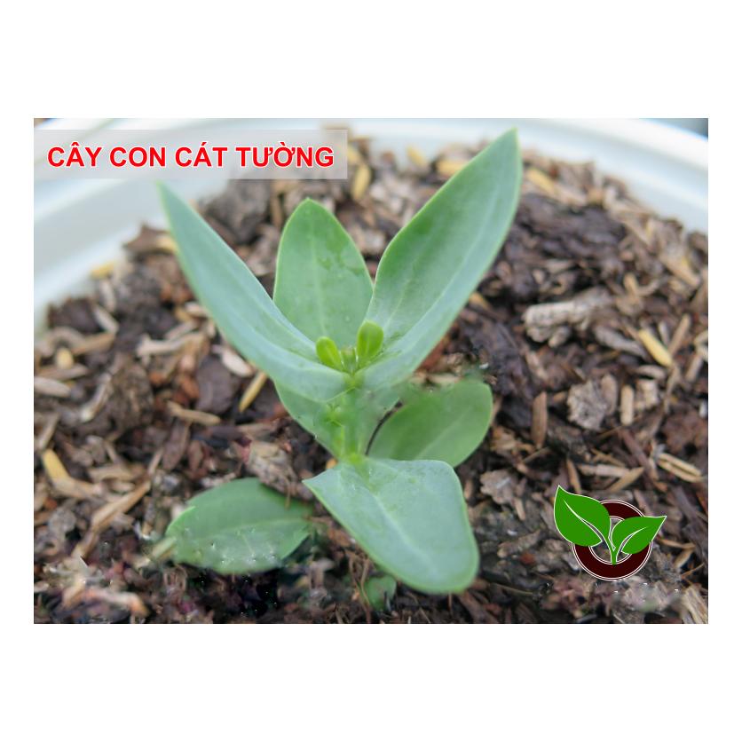 Hạt giống Cát Tường