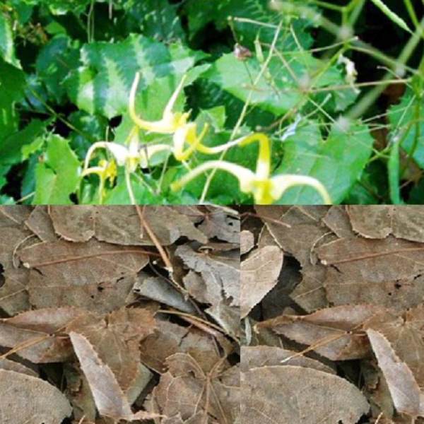 Dâm Dương Hoắc - Trị Liệt Dương - Túi 500g - Có Tặng Quà