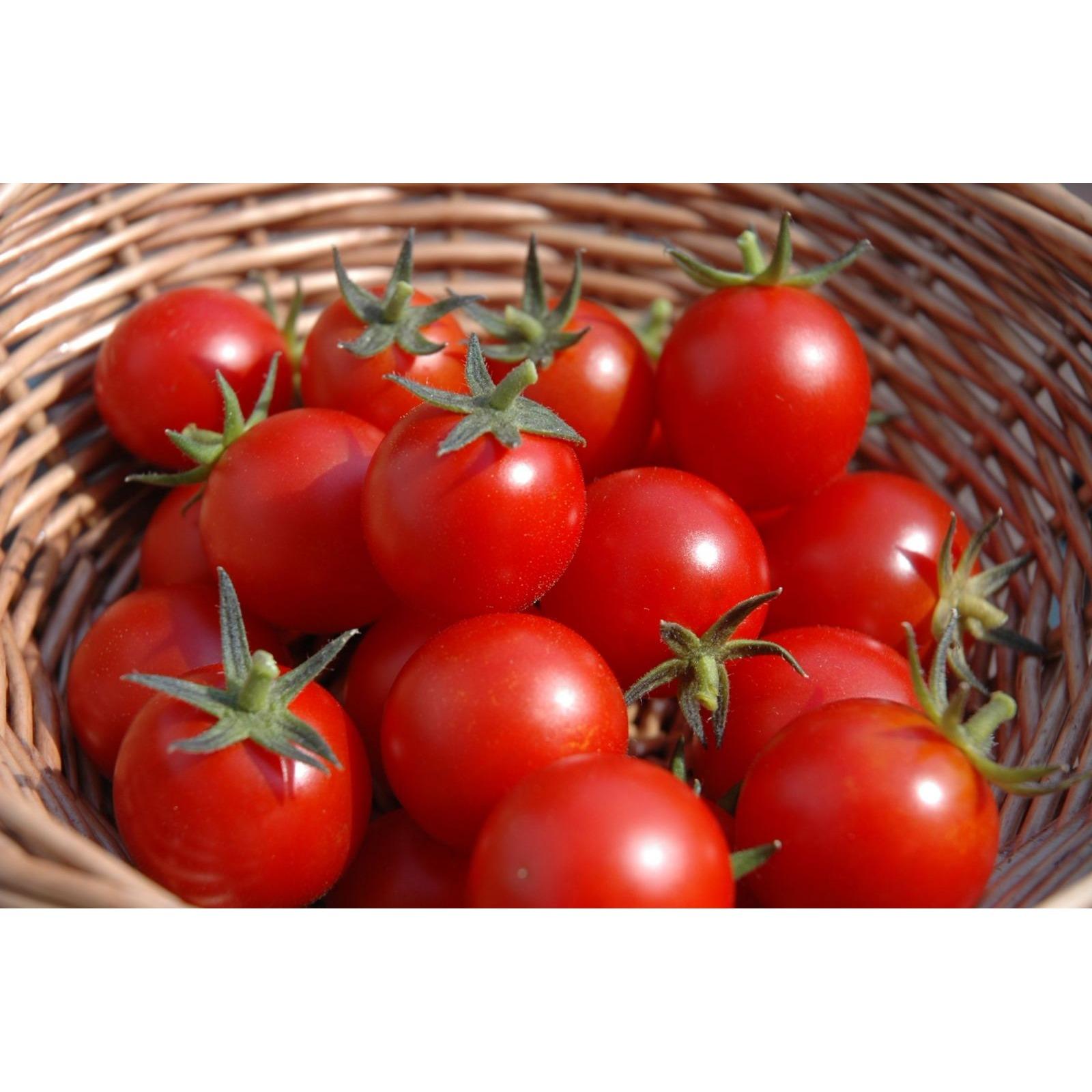 Hạt giống Cà Chua bi (Cherry) tròn lùn vàng