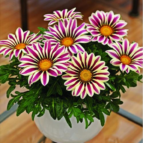 Bộ gói hạt giống Cúc huân chương