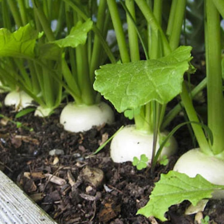 Hạt giống củ cải trắng