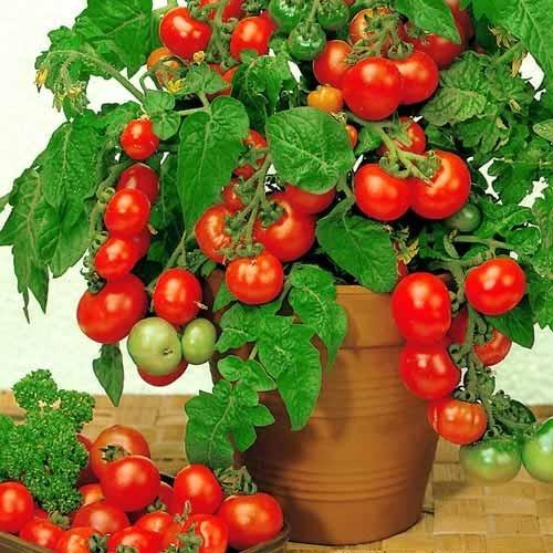 Hạt giống Cà Chua bi (Cherry) tròn lùn vàng