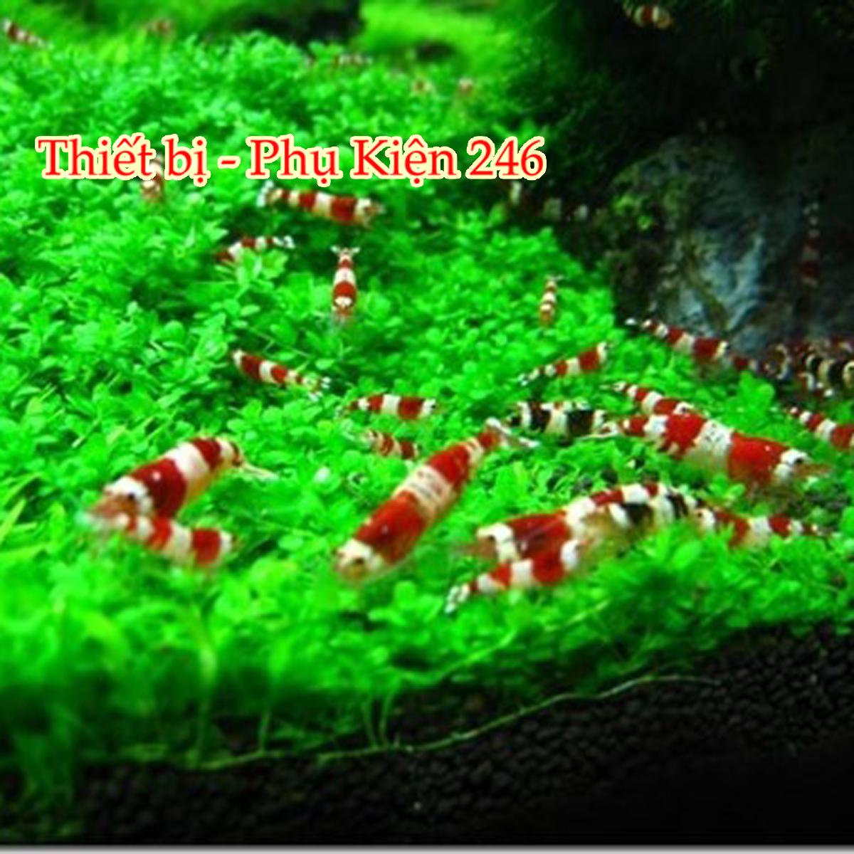 Nhiệt kế thủy ngân Aurora (Đức)