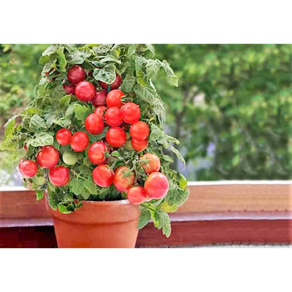 Hạt giống Cà Chua bi (Cherry) tròn lùn vàng