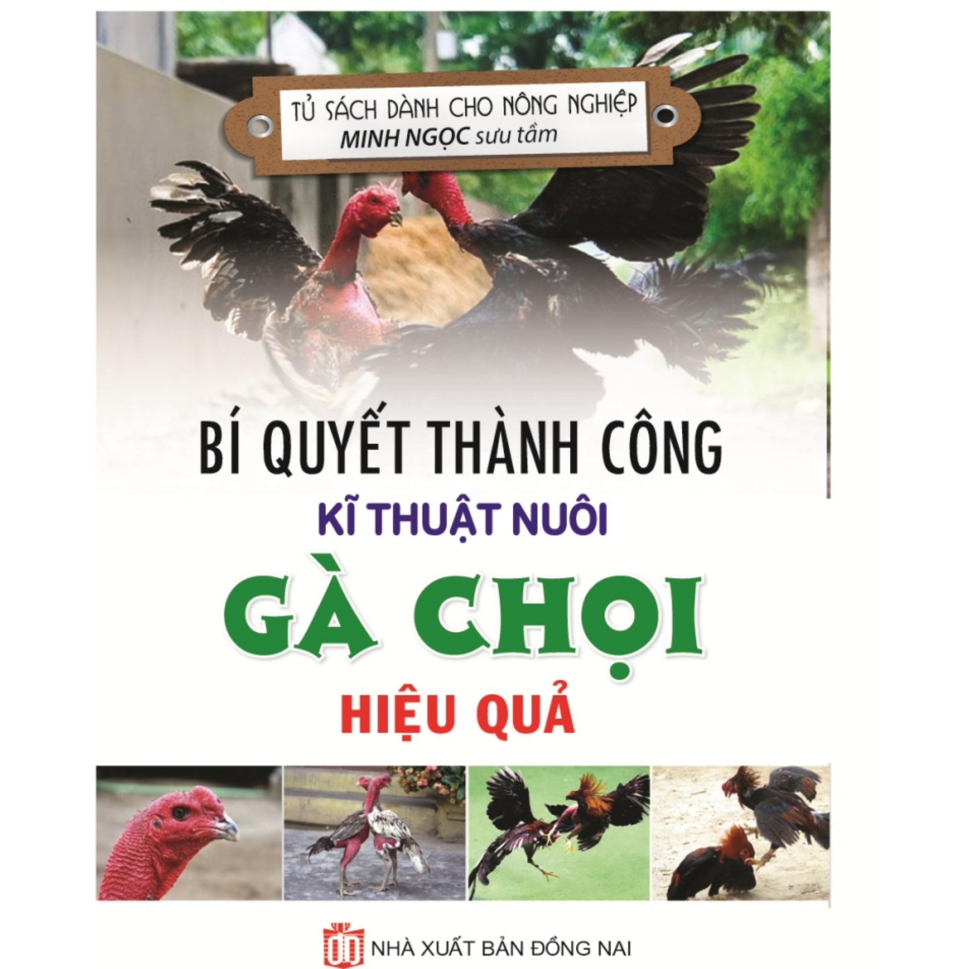 Bí Quyết Thành Công Kĩ Thuật Nuôi Gà Chọi Hiệu Quả