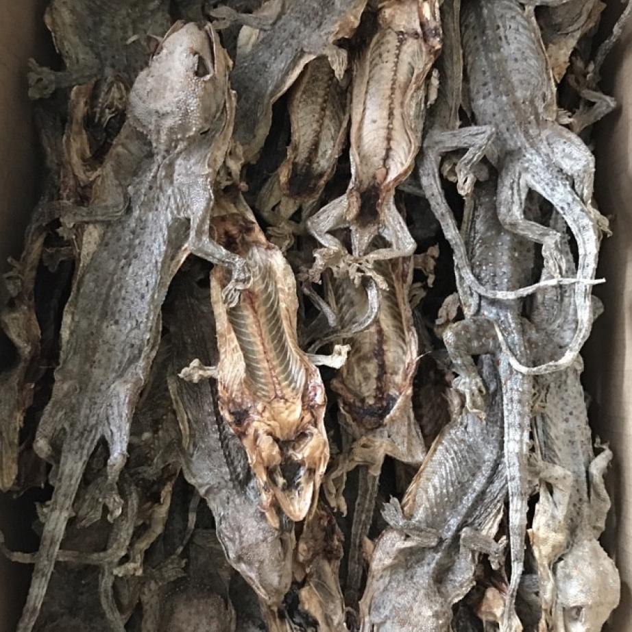 Tắc kè khô 4 con