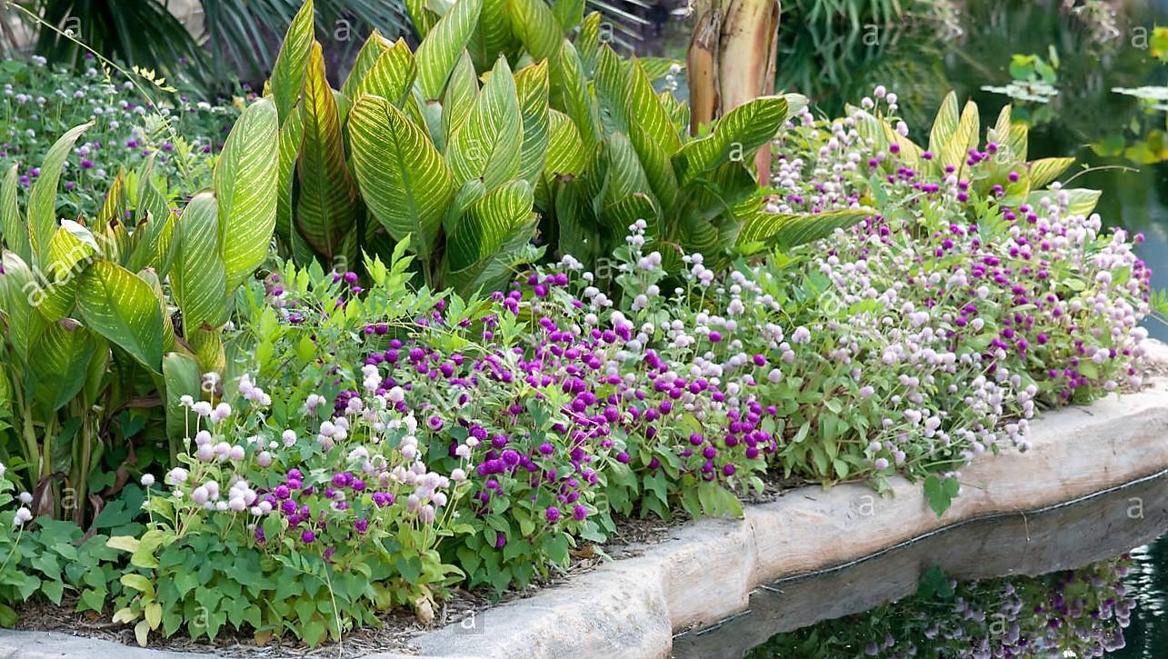 Hạt giống Cúc bách nhật