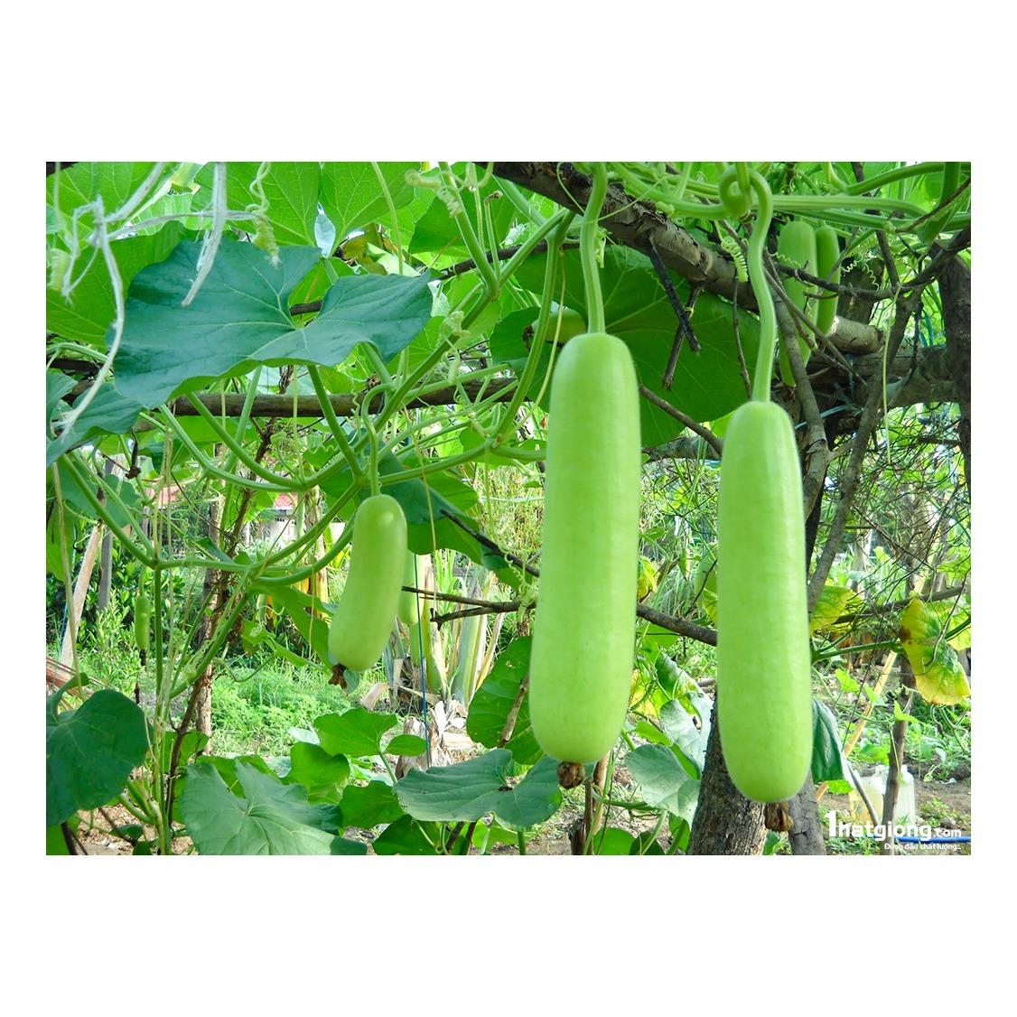 Hạt giống Bầu lai F1