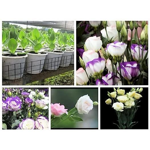 Hạt giống Cát Tường