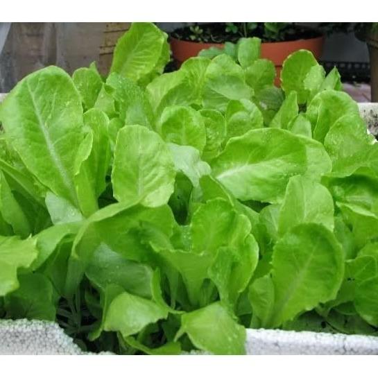 Hạt giống cải bẹ ăn non Baby