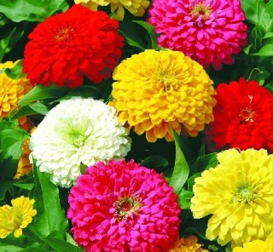Hạt giống cúc lá nhám Mix Phú Nông PN-12 1g