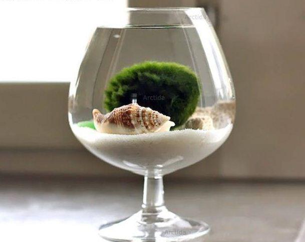 Tảo Cầu Nhật Bản Marimo Moss Ball