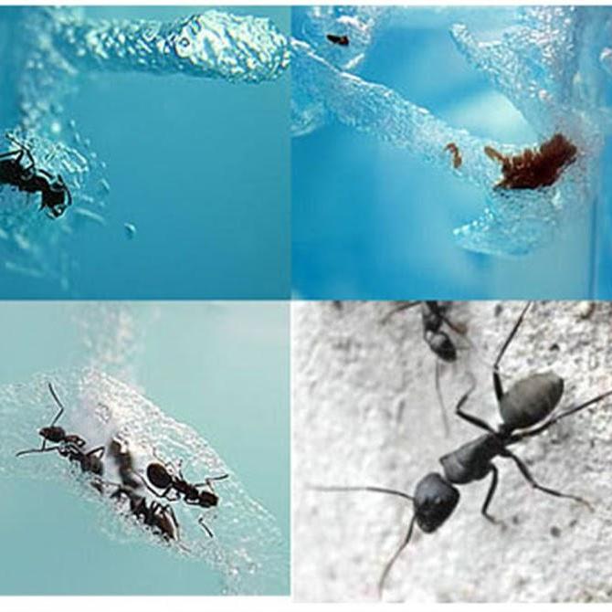 Bộ nuôi kiến 4D Ant Works