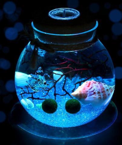 Tảo Cầu Nhật Bản Marimo Moss Ball
