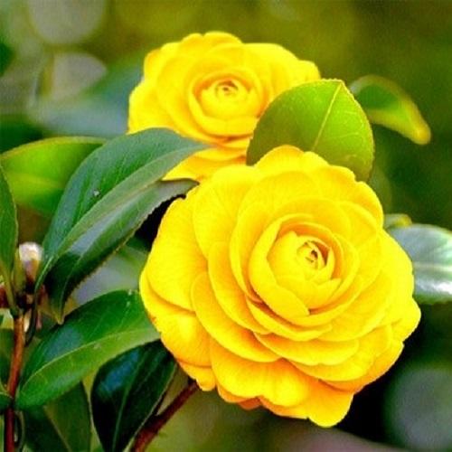 Bộ gói hạt giống Trà mi nhật mix