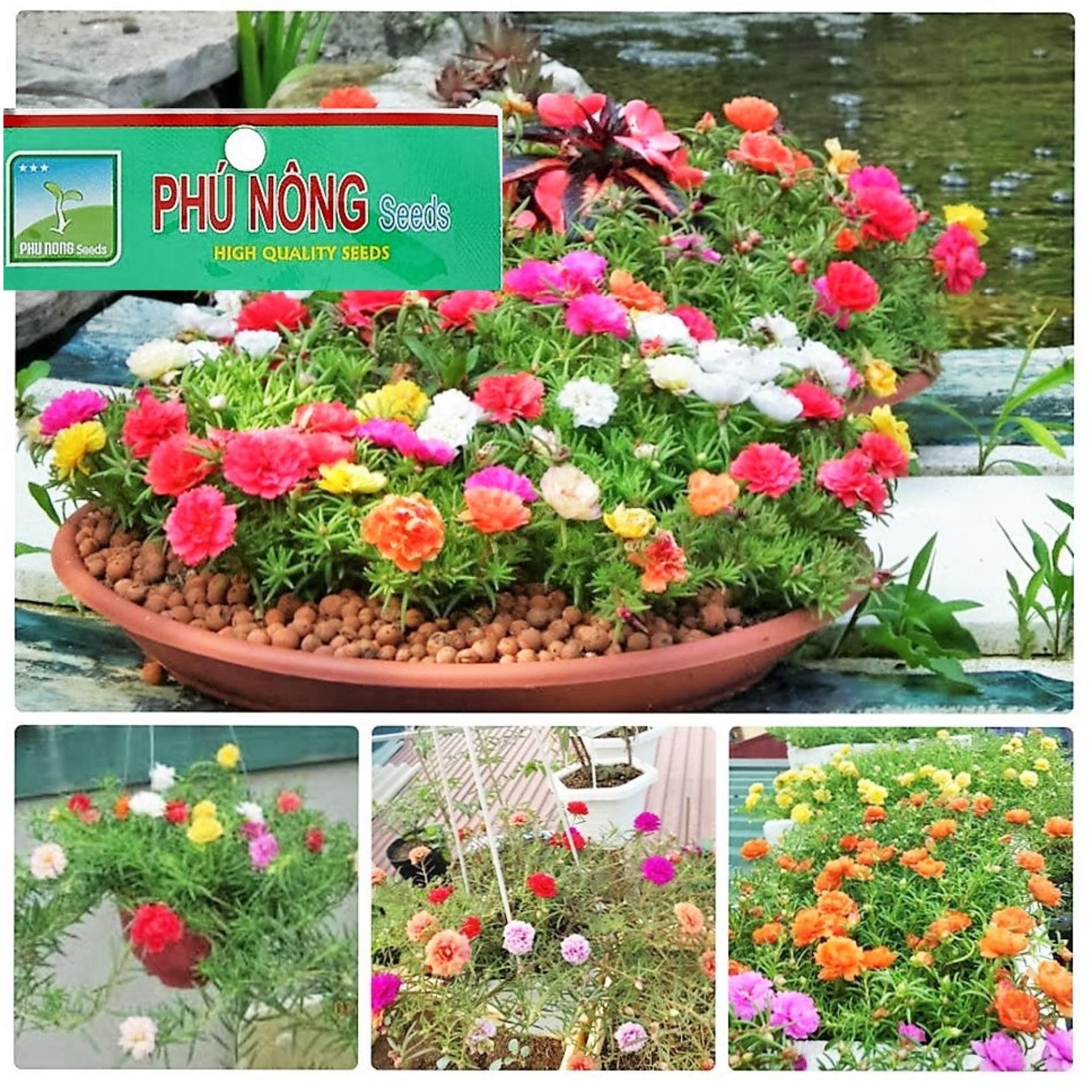 Hạt giống hoa Mười giờ