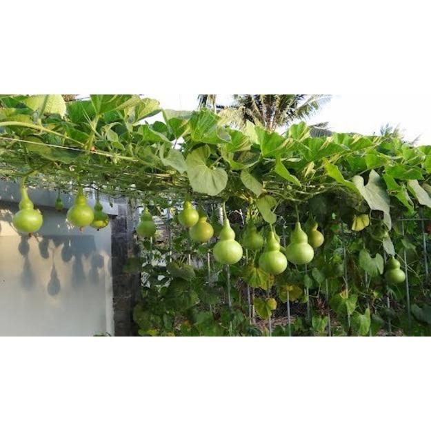 Hạt giống Bầu hồ lô