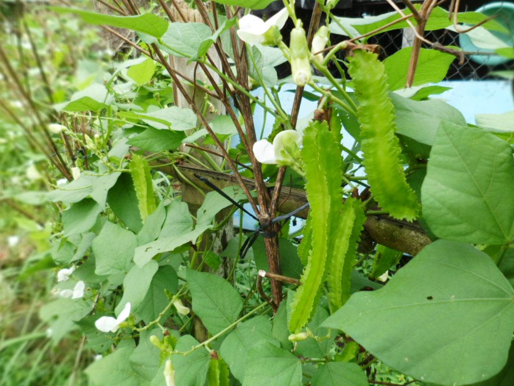 Hạt giống Đậu rồng