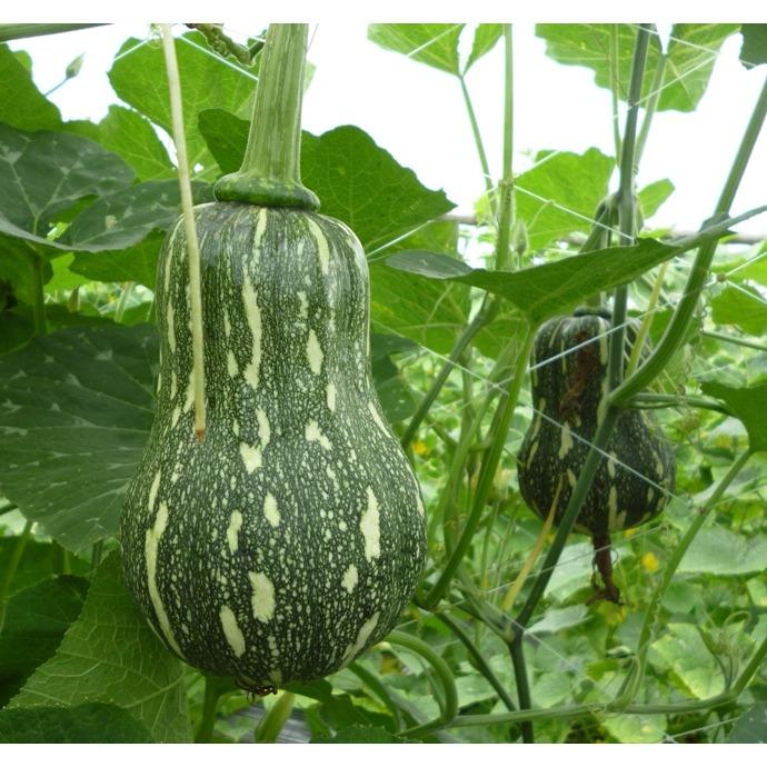 Hạt giống bí hạt đậu Phú Nông PN-389 2g