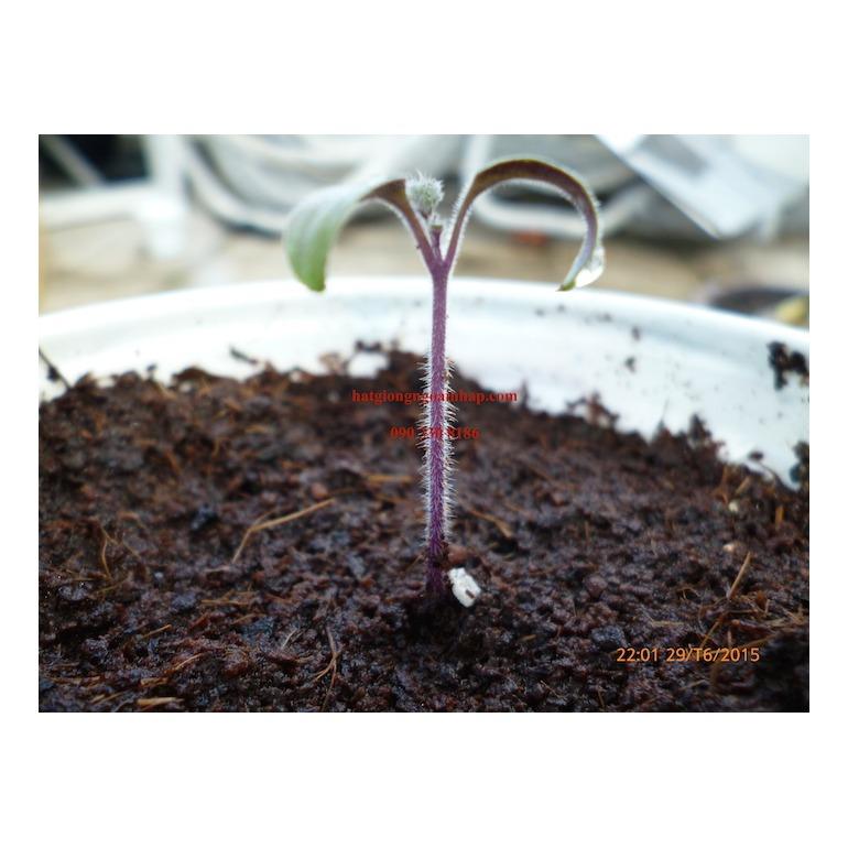 Hạt giống Cà Chua bi (Cherry) tròn lùn vàng