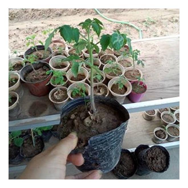 Hạt giống Cà Chua bi (Cherry) tròn lùn vàng