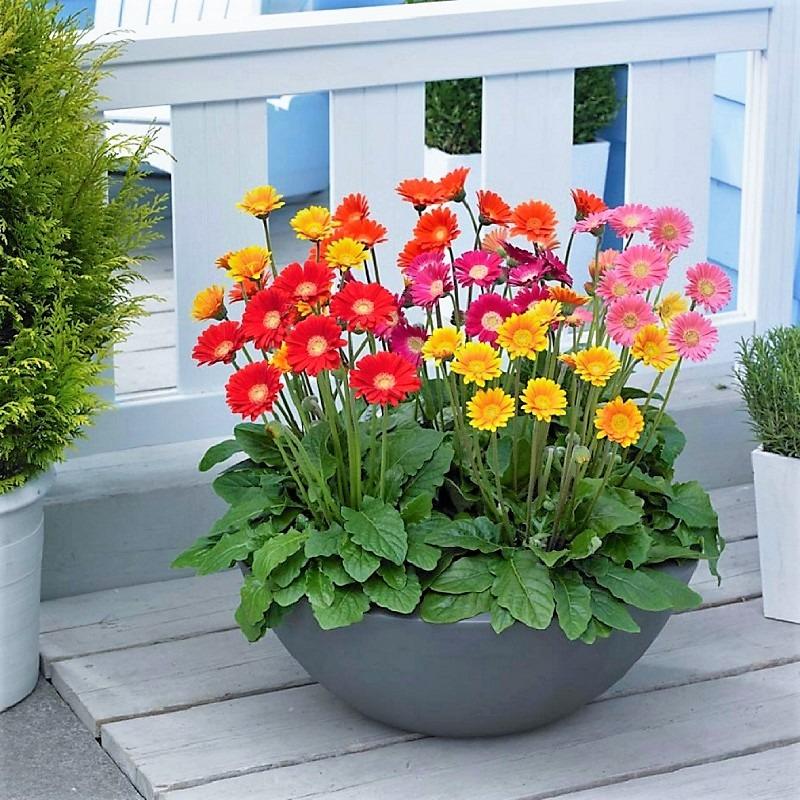 Hạt giống hoa đồng tiền