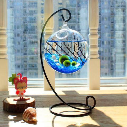 Tảo Cầu Nhật Bản Marimo Moss Ball