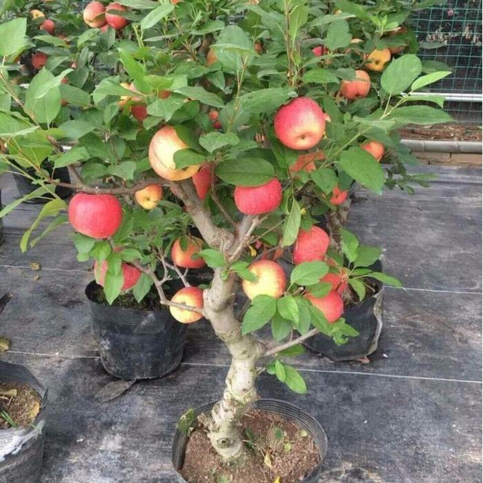 Bộ Gói Hạt Giống Táo Đỏ