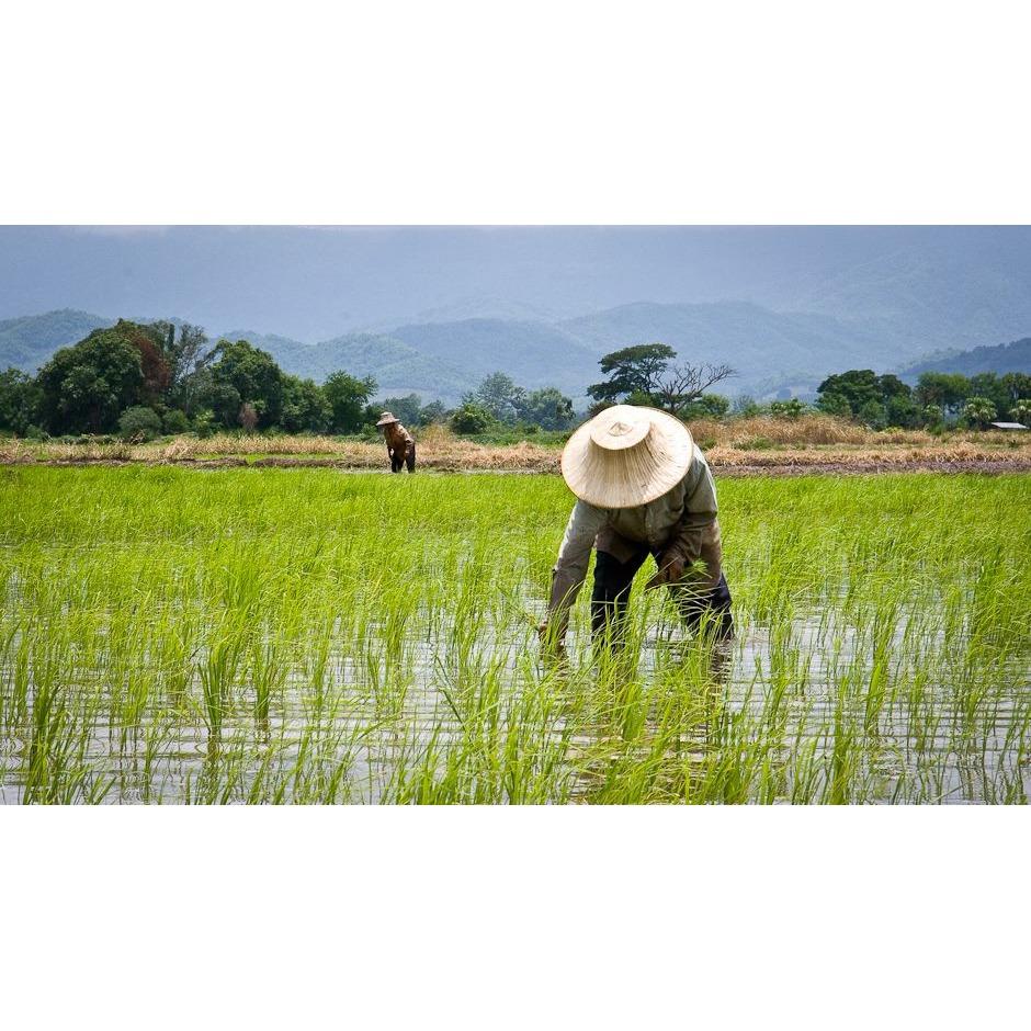 Gạo Thái Hom Mali 2kg