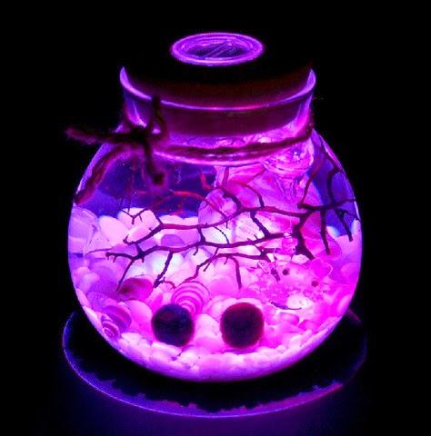 Tảo Cầu Nhật Bản Marimo Moss Ball