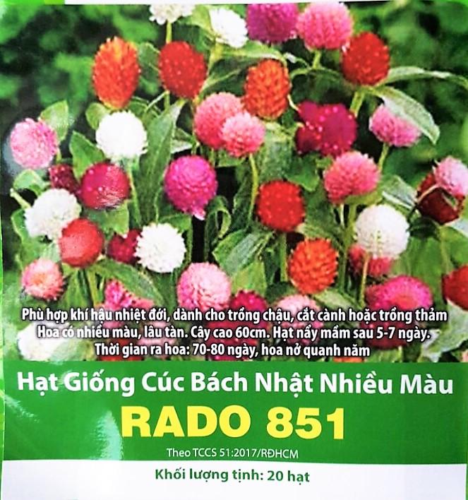 Hạt giống Cúc bách nhật