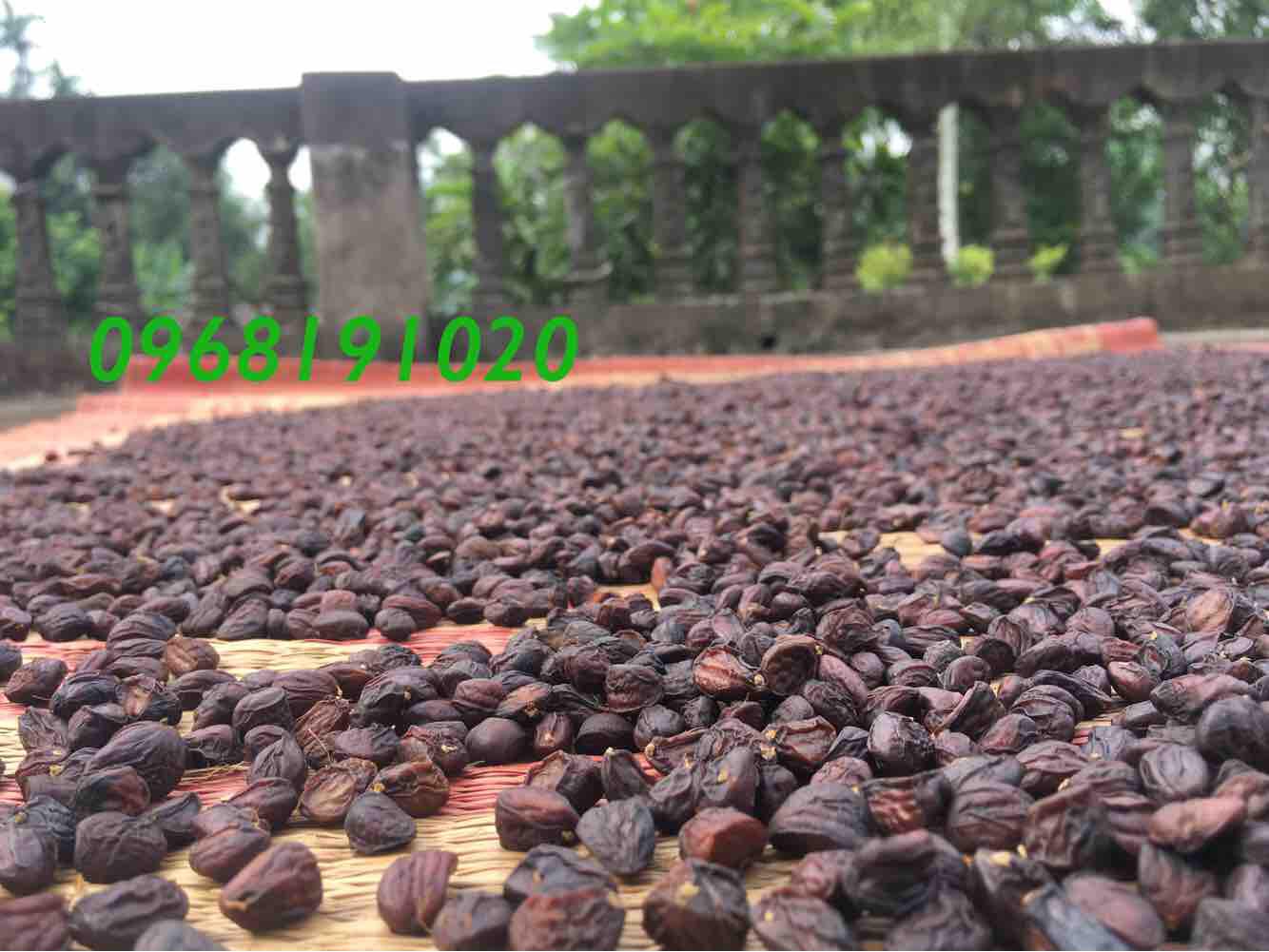 Hạt Dổi Mường Rừng Tây Bắc 100g