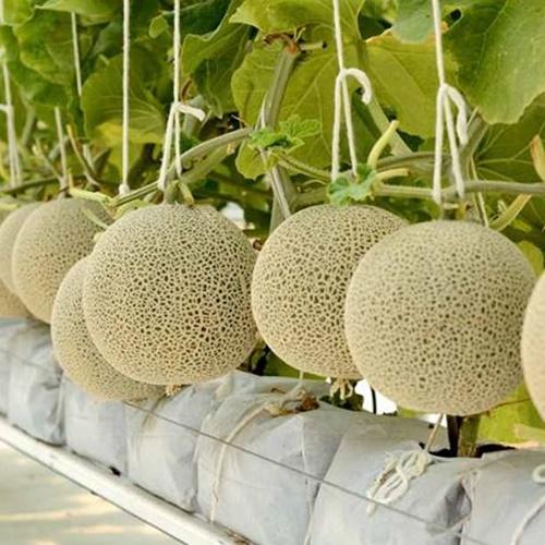 Bộ gói hạt giống Dưa lưới tròn (lõi xanh)