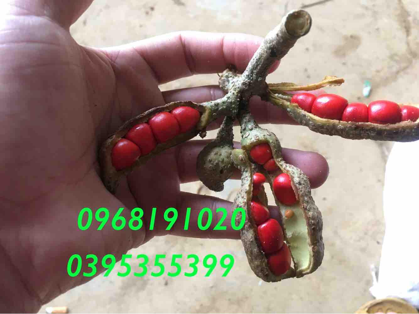Hạt Dổi Mường Rừng Tây Bắc 100g