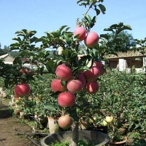 Bộ Gói Hạt Giống Táo Đỏ